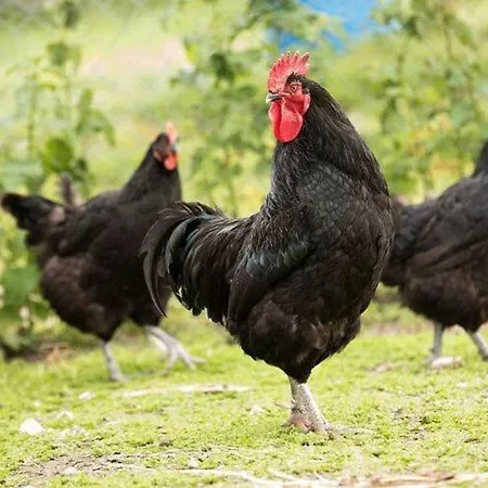 Manor In Cotentin With Historic Charm Casa de Férias