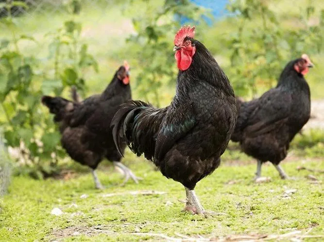 Manor In Cotentin With Historic Charm Сasa de vacaciones