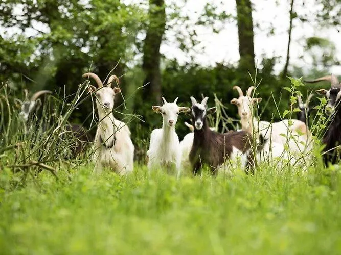 Сasa de vacaciones Manor In Cotentin With Historic Charm