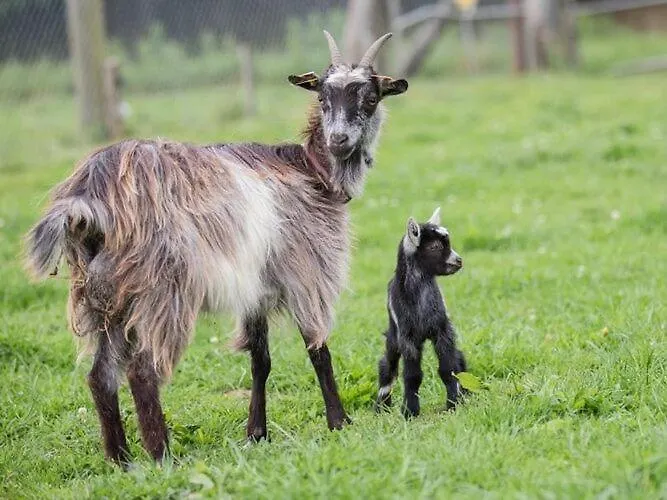 Manor In Cotentin With Historic Charm *
